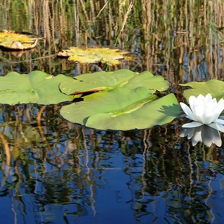 Coffee House 4* Sulina